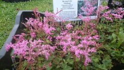 Filipendula palmata 'Göteborg' Ida-angervaks